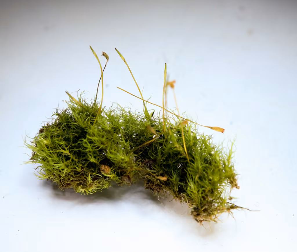 Blytt's Fork-moss, photo 2 of 5