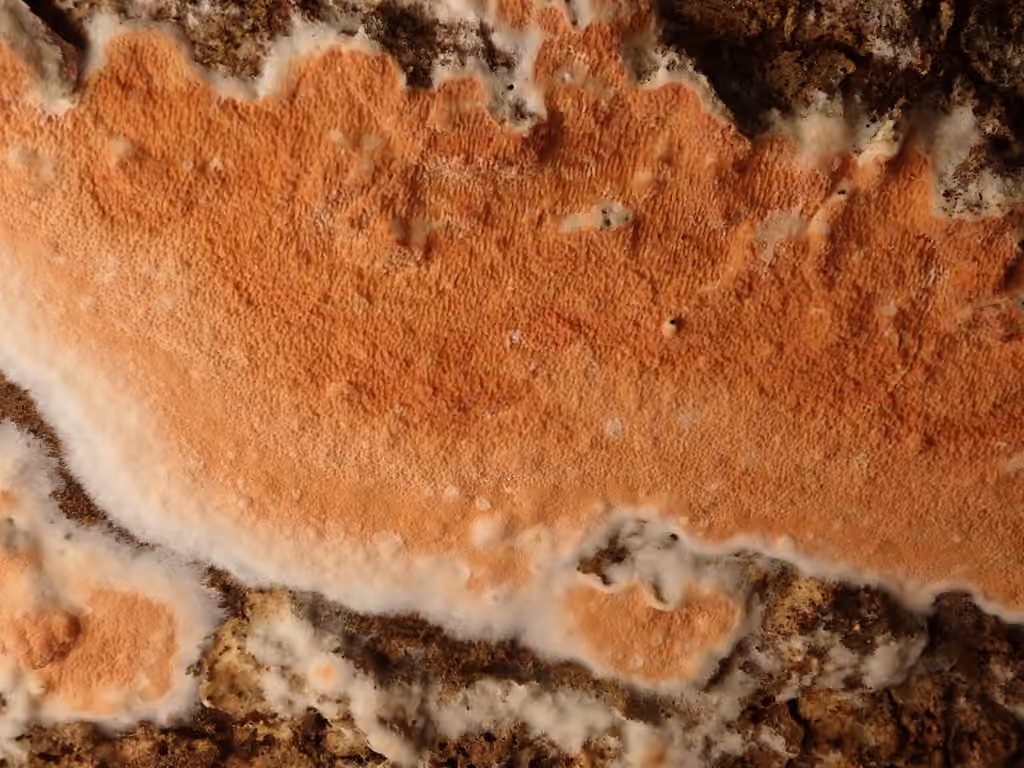 Yew Crust, photo 1 sur 5