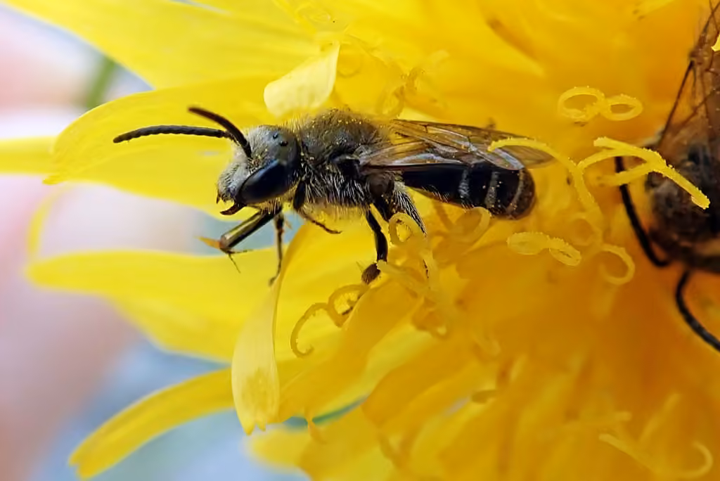 White-banded Sweat Bee, Male
