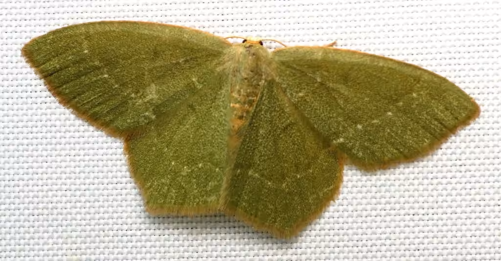 Pistachio Emerald, photo 1 of 5