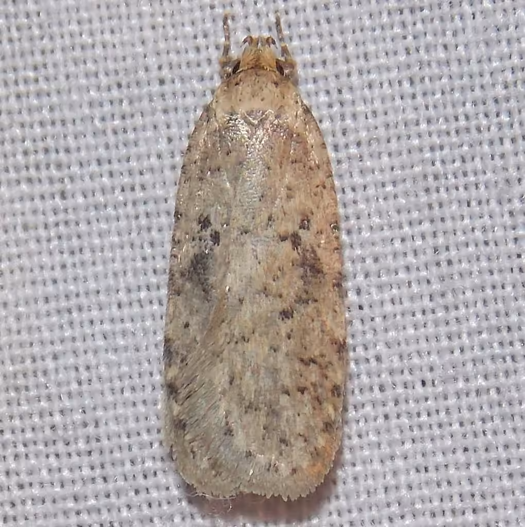 Canadian Agonopterix Moth, photo 1 of 5