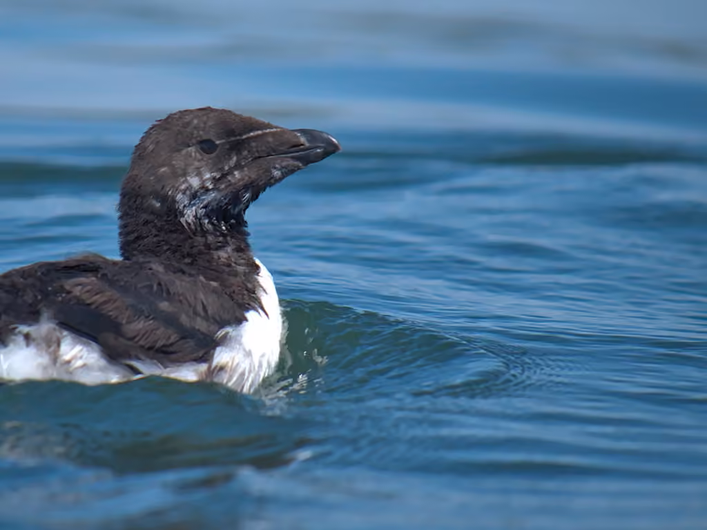 Petit Pingouin, Juvénile