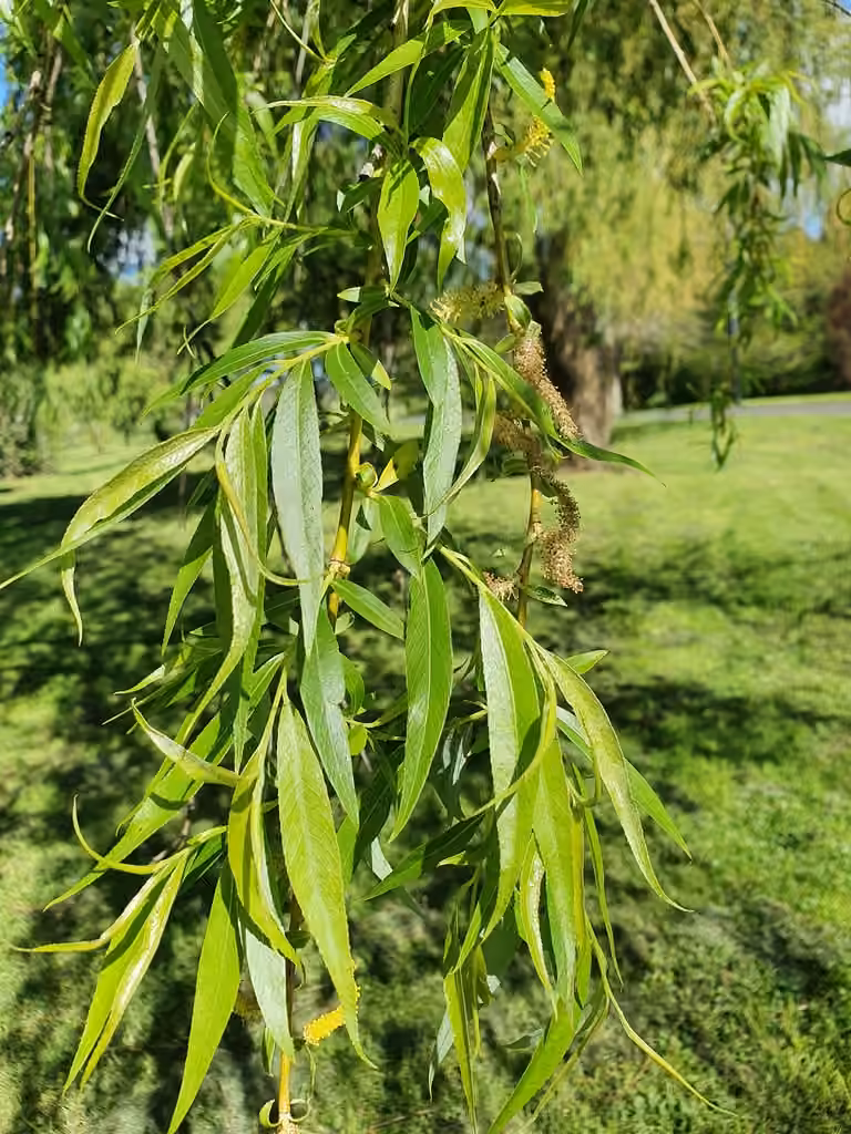 Weeping willow, In flower