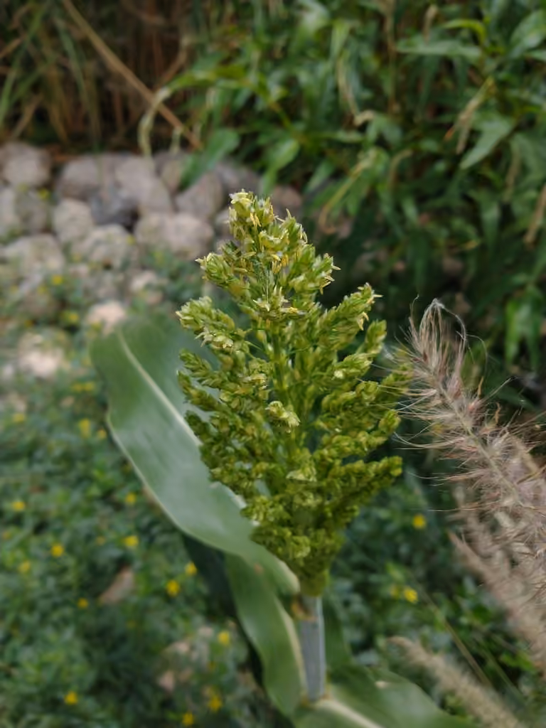 Sorghum, In flower