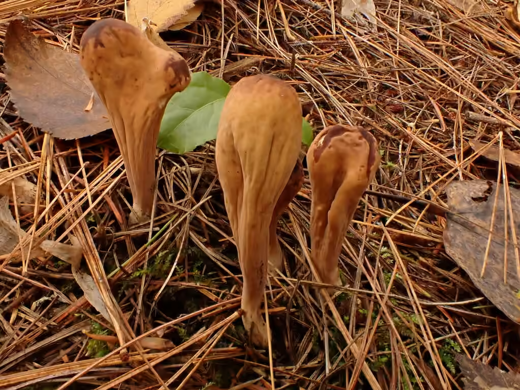 Clavaire d'Amérique, photo 2 sur 5