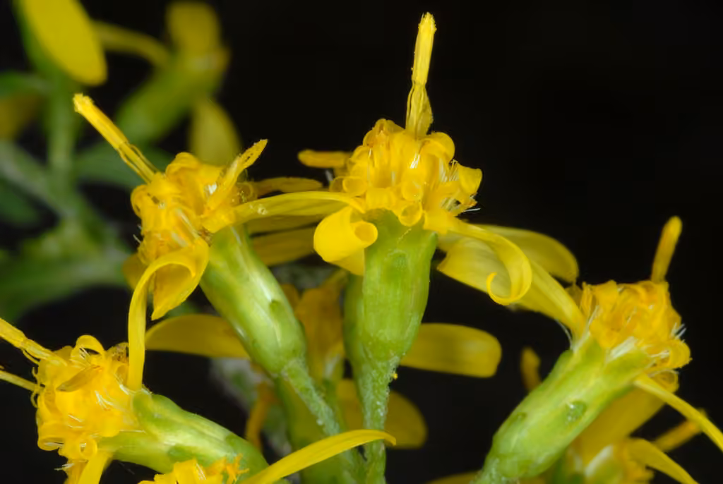 Verge d'or à tige zigzagante, En fleurs