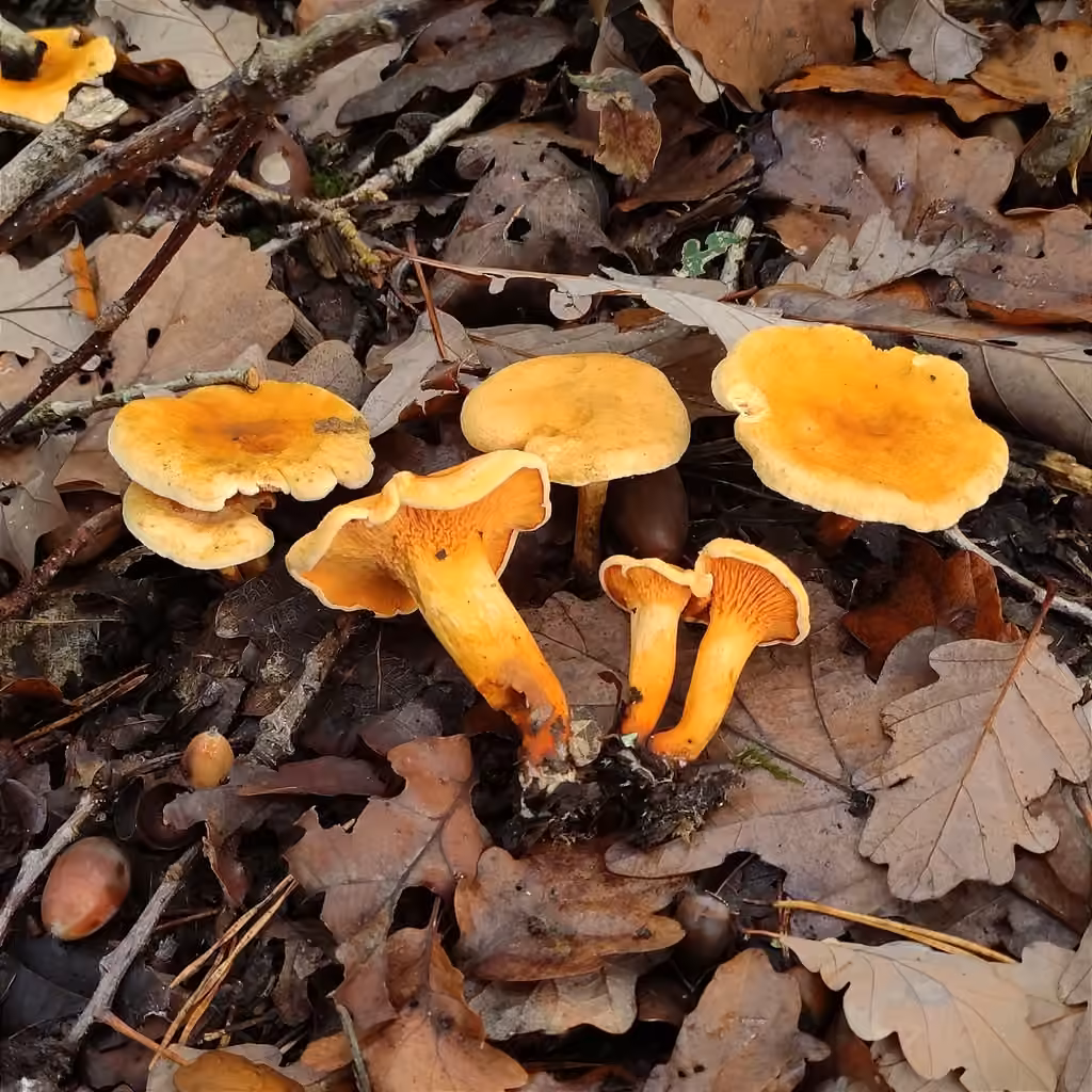 Fausse girolle