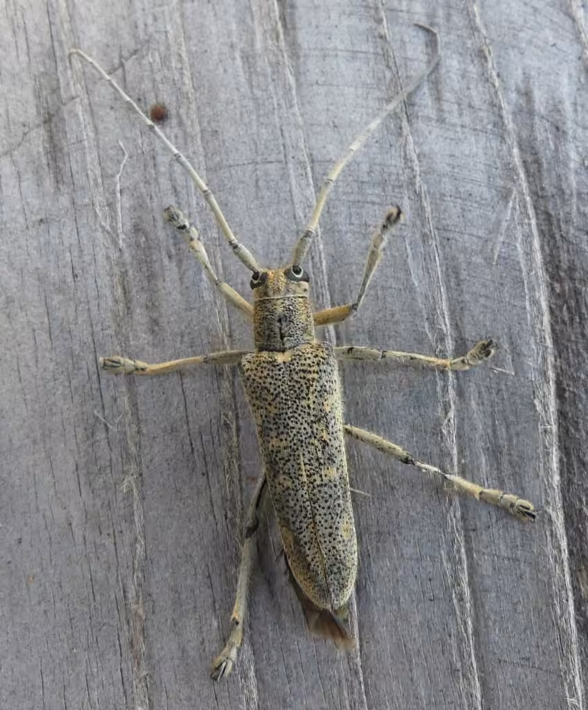 Poplar Borer, Adult
