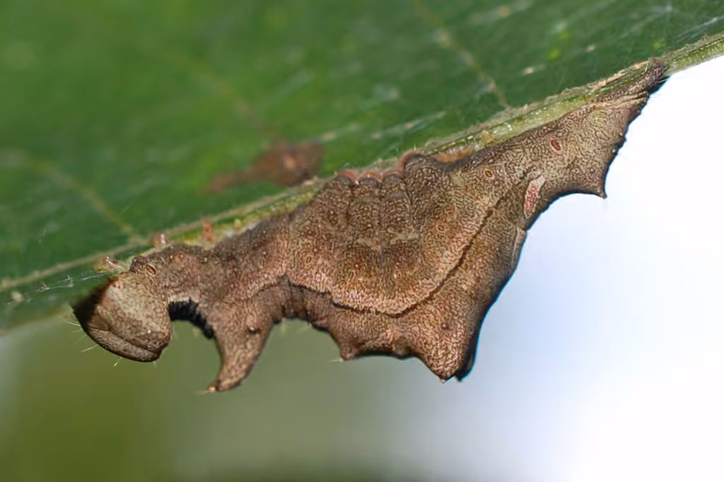 Black-blotched Prominent, Larve