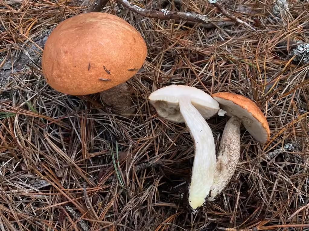 Foxy Bolete, photo 3 of 5