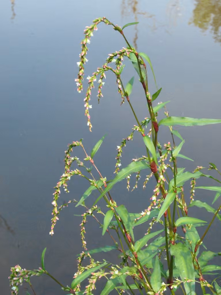 Renouée poivre-d'eau, photo 1 sur 5