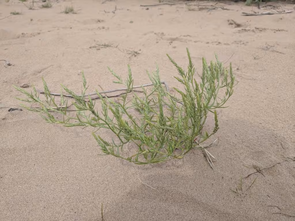 Hairy bugseed, photo 1 of 5