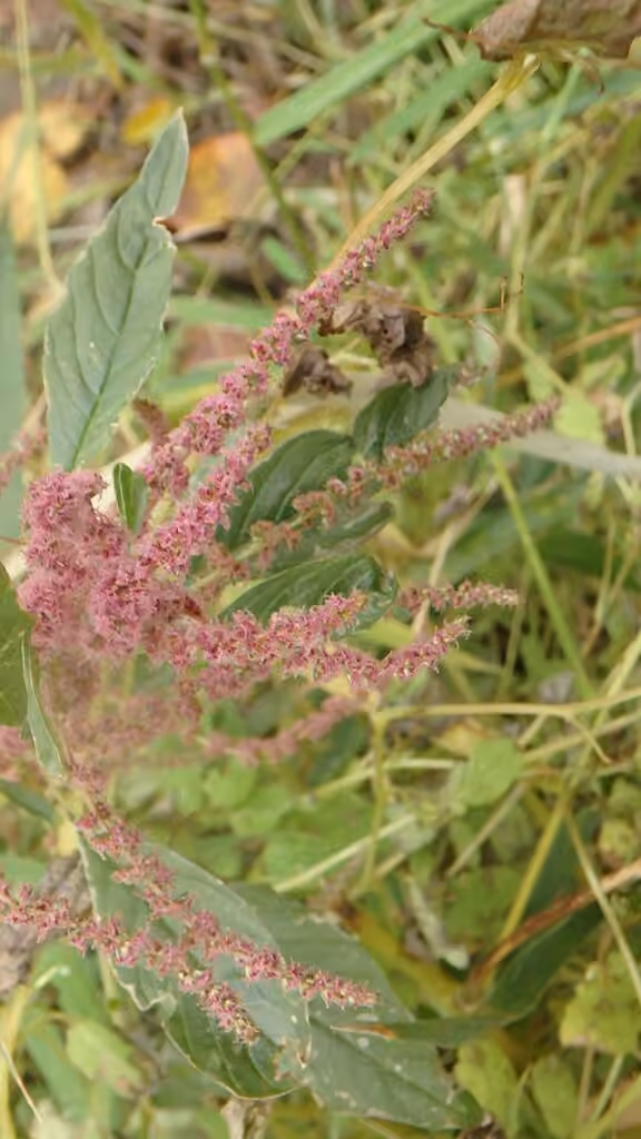 Roughfruit amaranth, In fruit