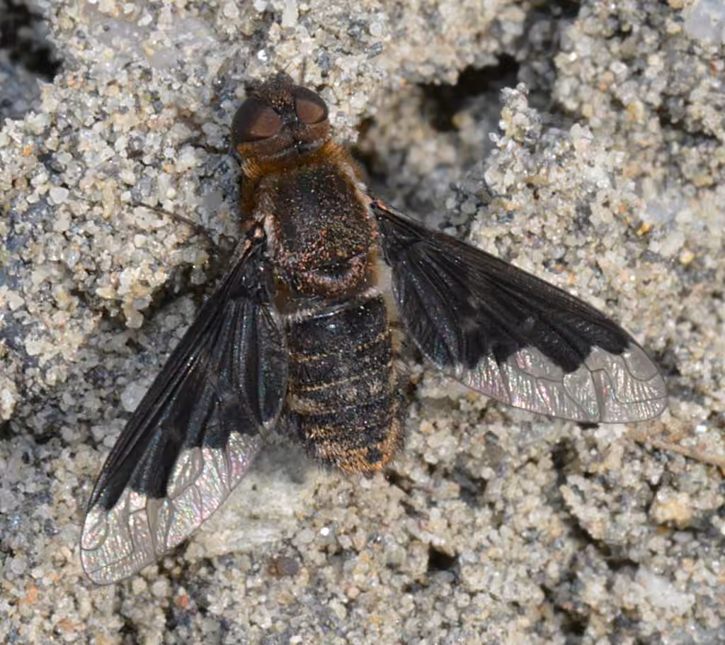 Mischievous Bee Fly, photo 3 of 5