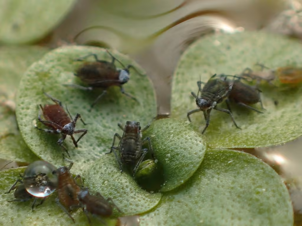 waterlily aphid