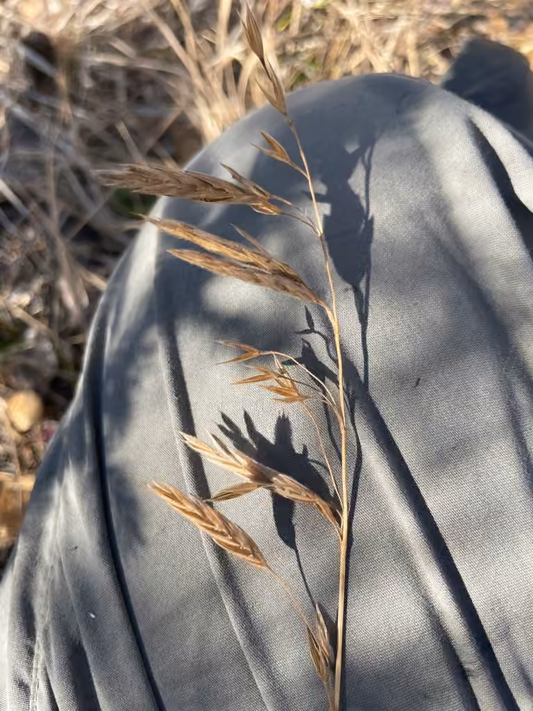Arctic brome, In fruit