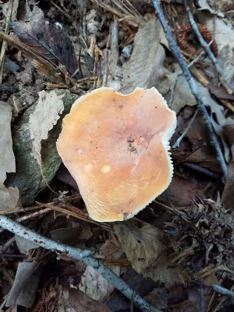Lactaire hygrophore, photo 3 sur 5
