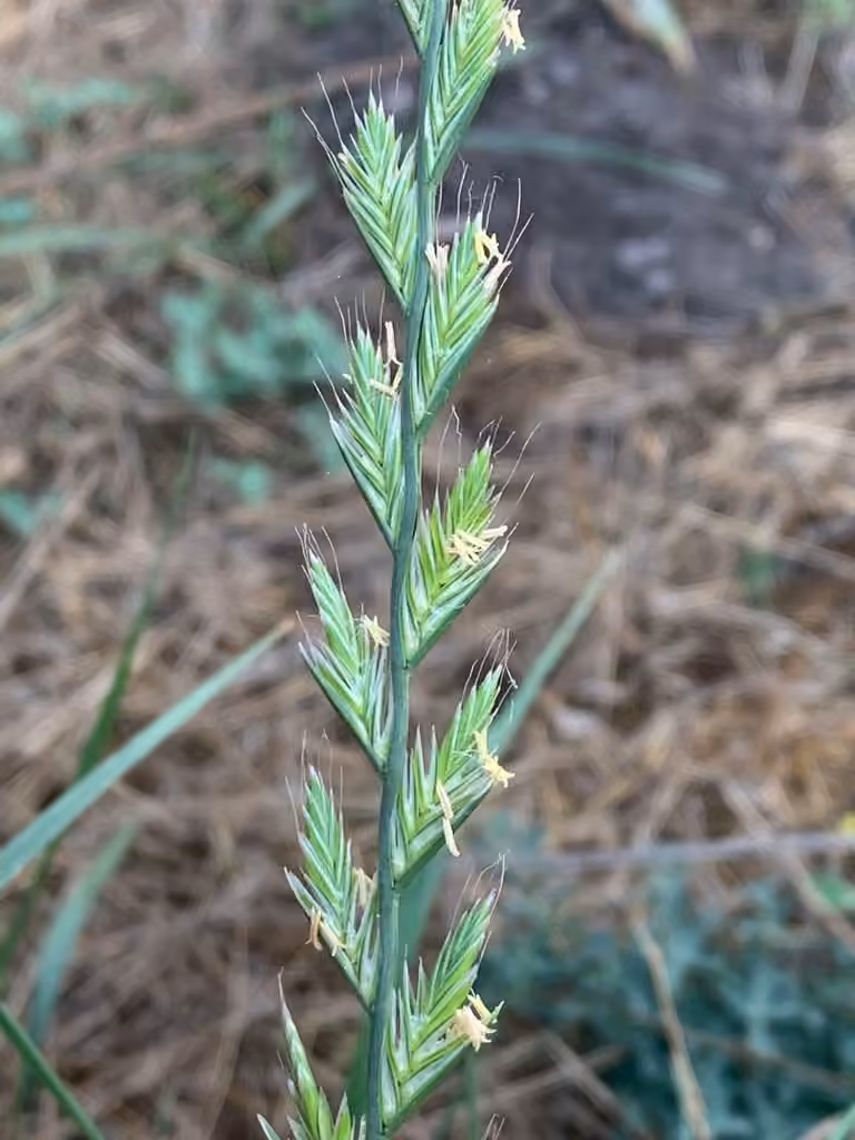 Annual ryegrass, In flower