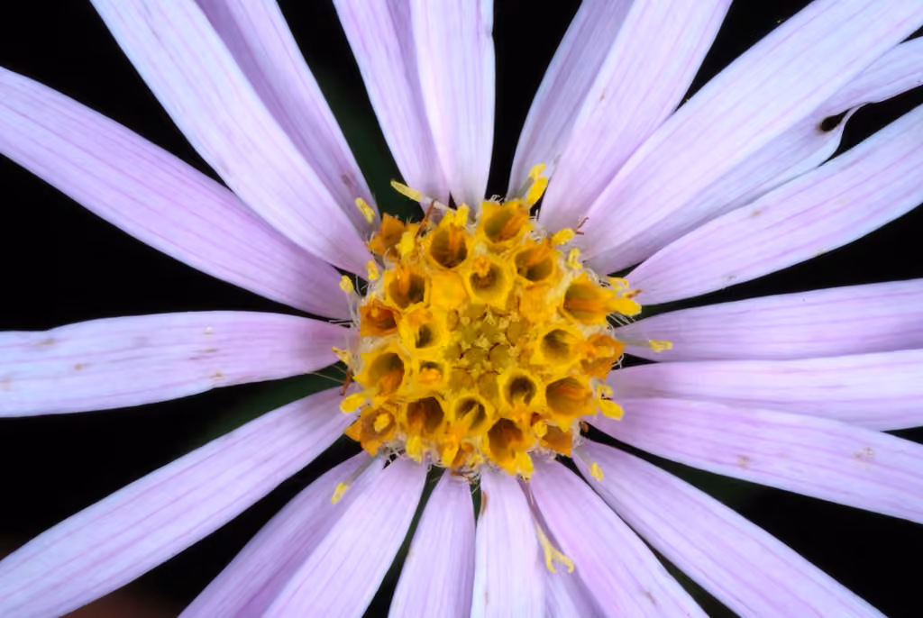 Bog aster, In fruit