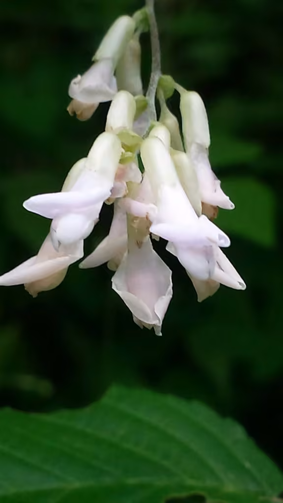 Amphicarpe bractéolée, En fleurs