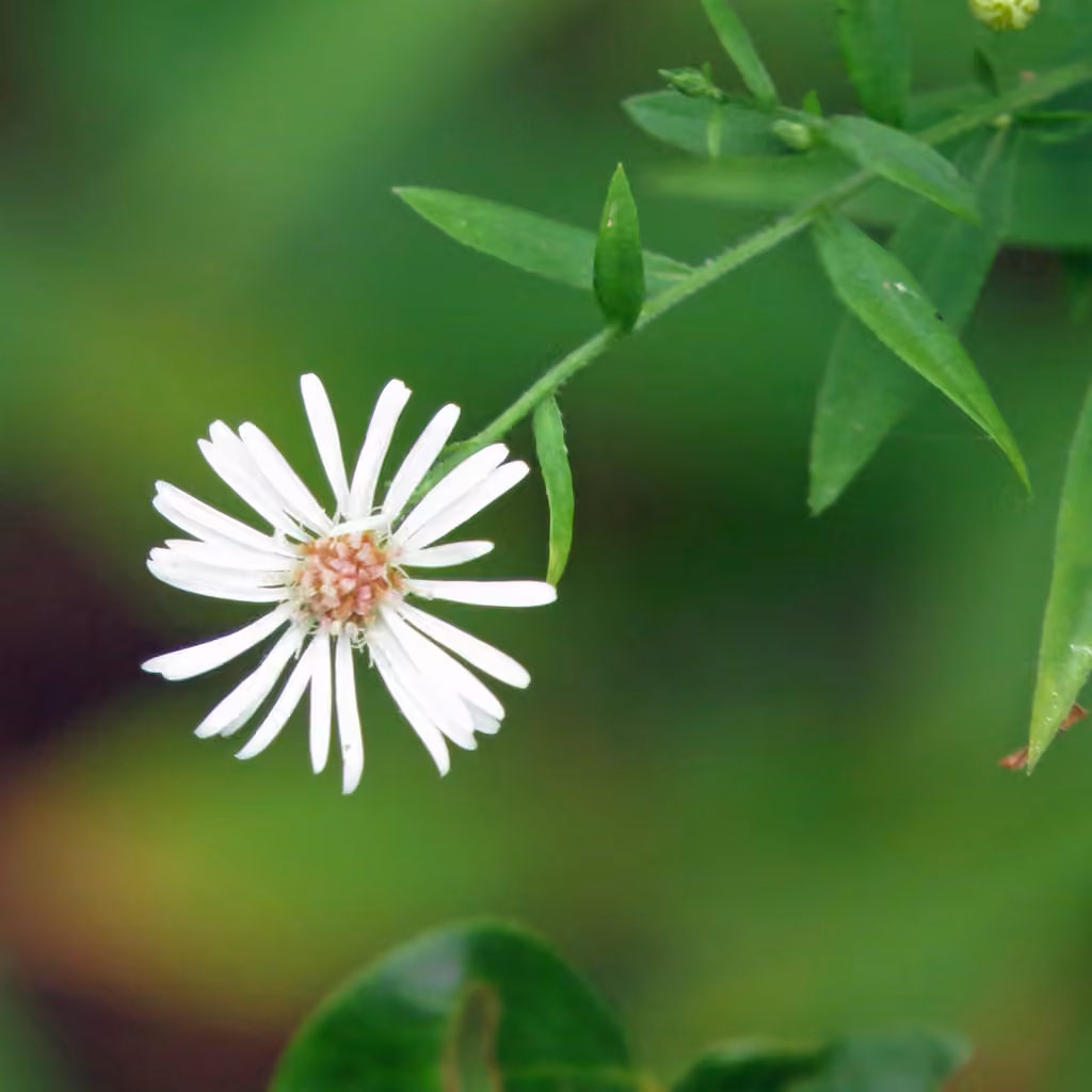 Aster d'Ontario, En fleurs