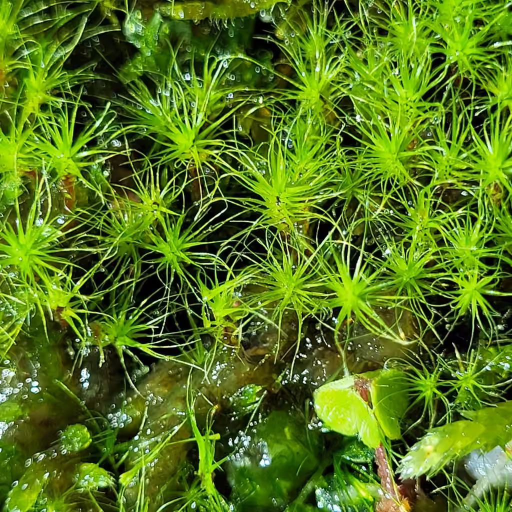 Dicranodonte effeuillé, photo 1 sur 5