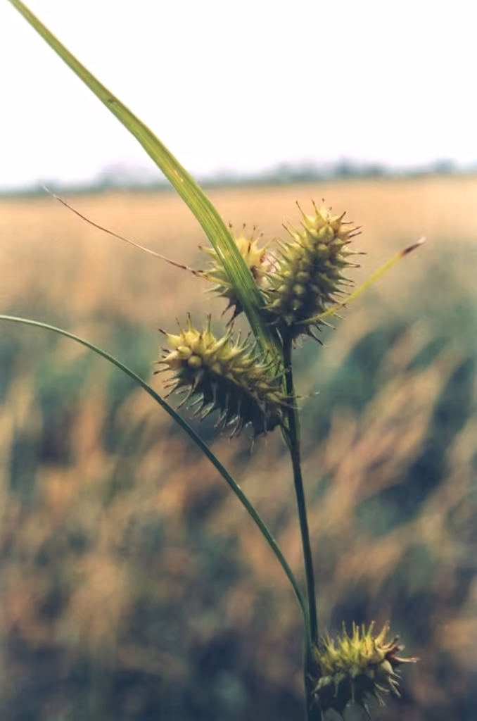 Bottlebrush sedge, In flower
