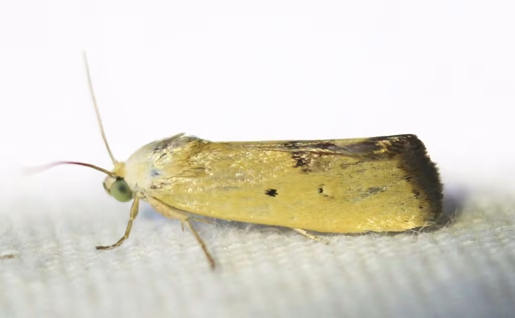 Yellowish Bird-dropping Moth, Adult