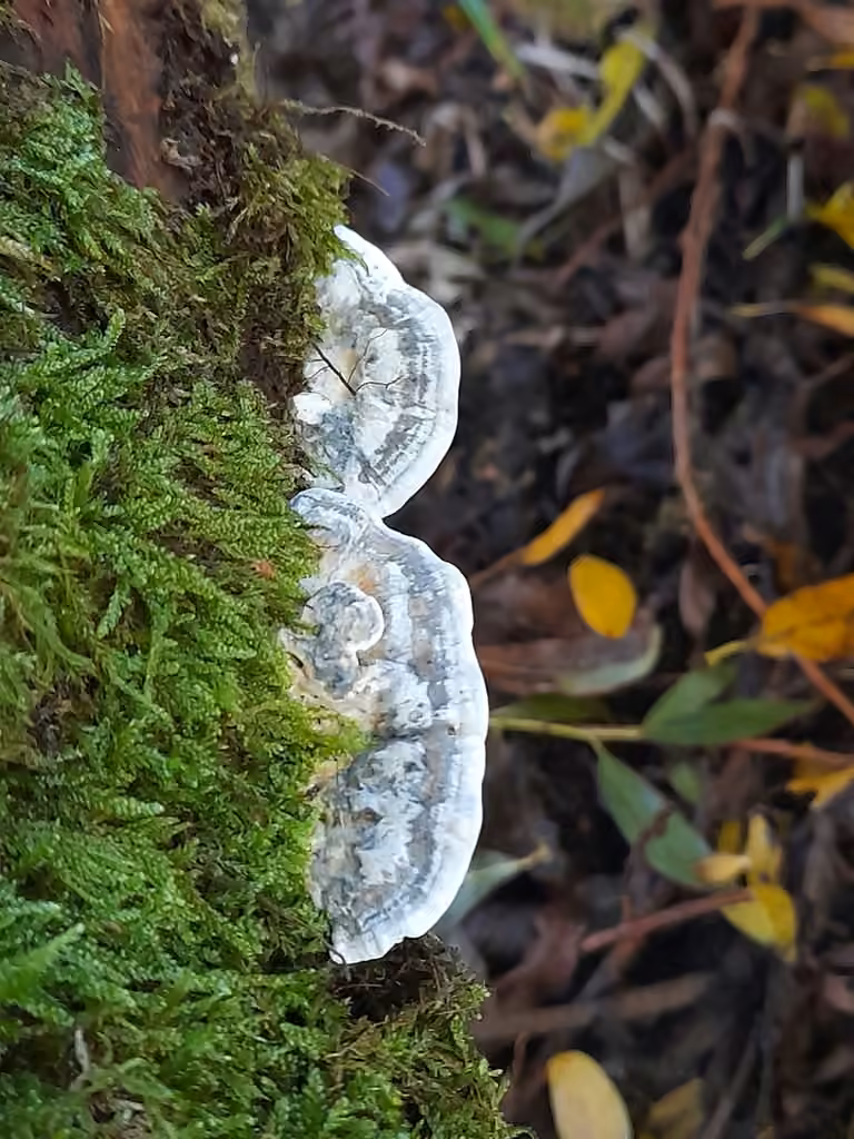 Cyanosporus alni, photo 2 sur 5