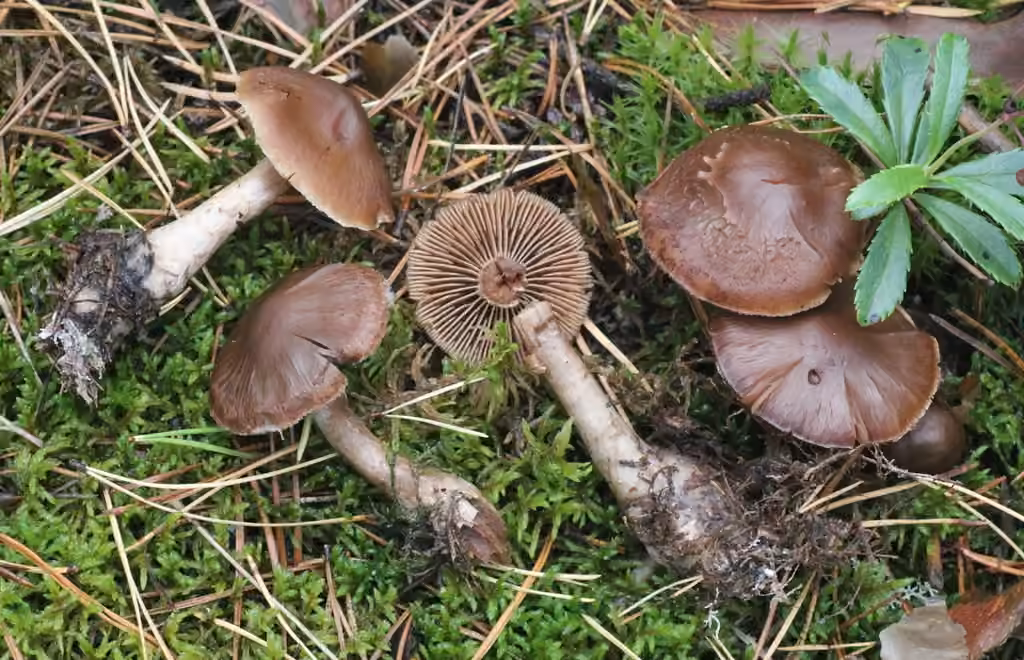 Cortinarius glandicolor, photo 1 sur 5