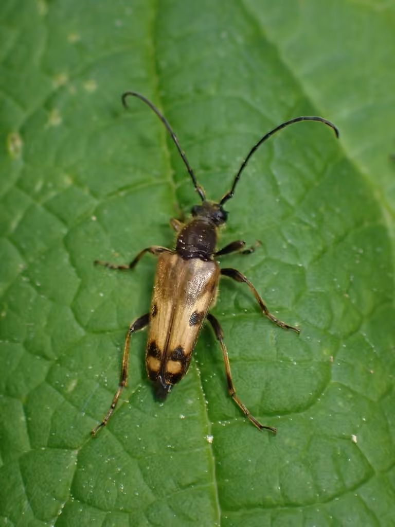 Rocky Mountain Long-horned Beetle, photo 3 of 5
