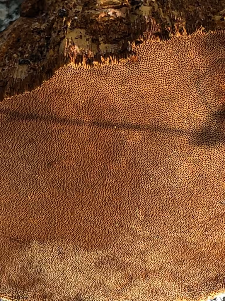 Cracked Cap Polypore, photo 2 sur 5