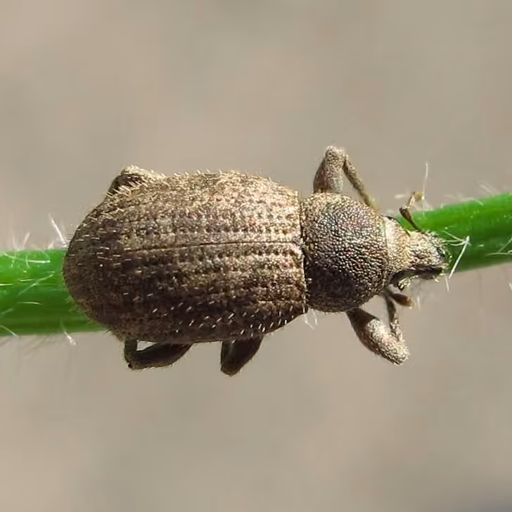 Granular Broad-nosed Weevil, Adult