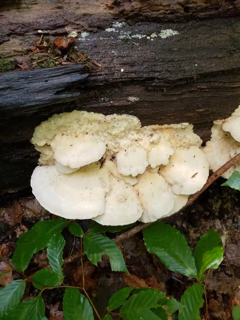 Polypore laiteux, photo 2 sur 5