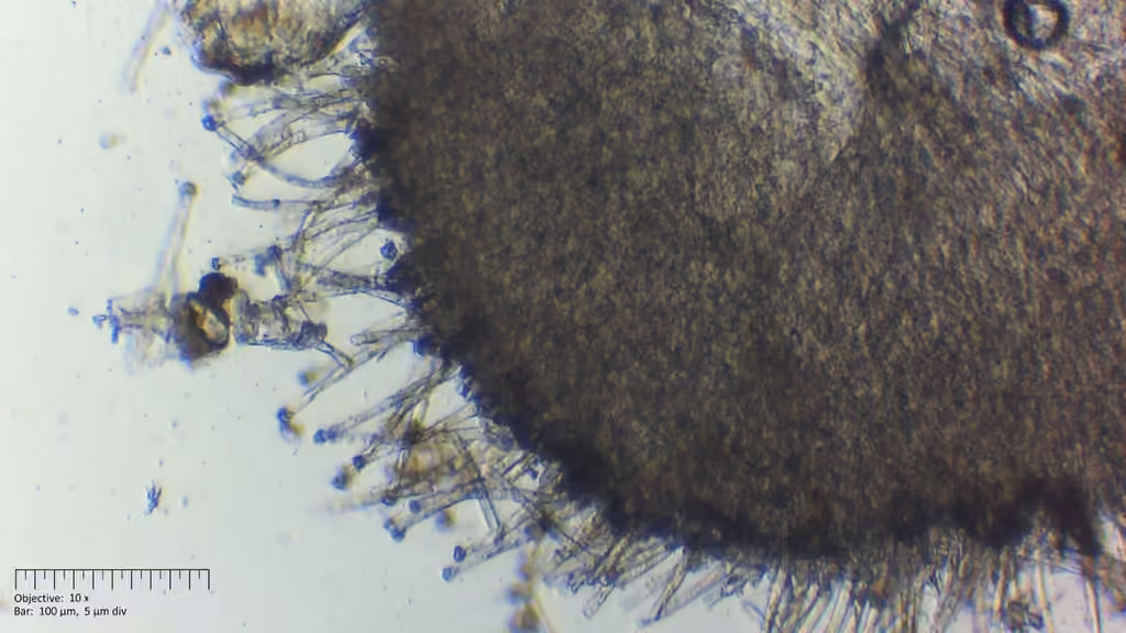 Incrucipulum ciliare, photo 3 sur 5