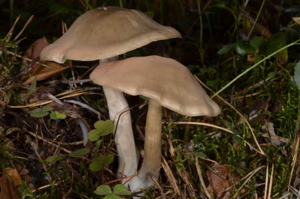 Entolome brun foncé, photo 1 sur 5