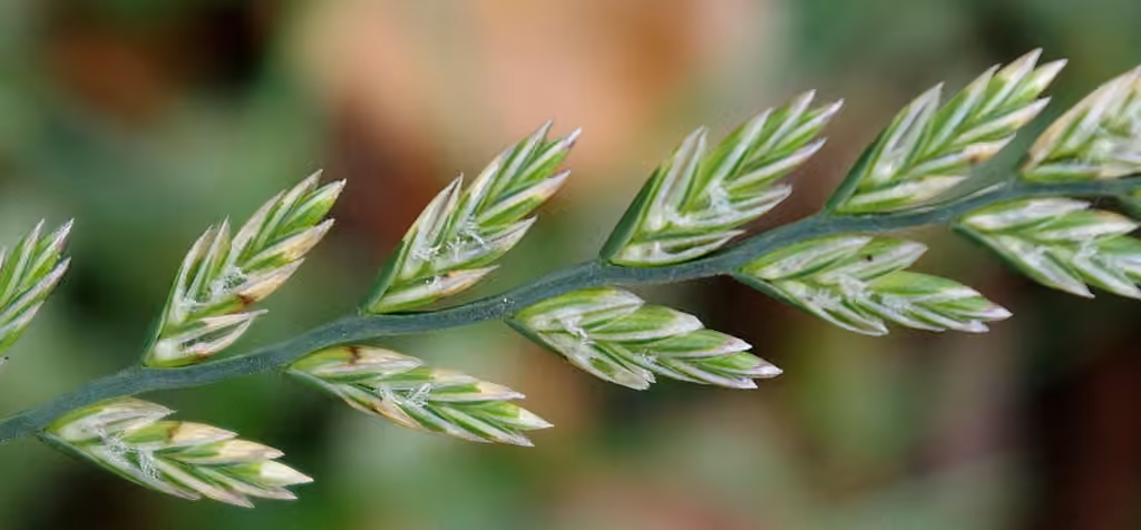Ivraie vivace, En fleurs