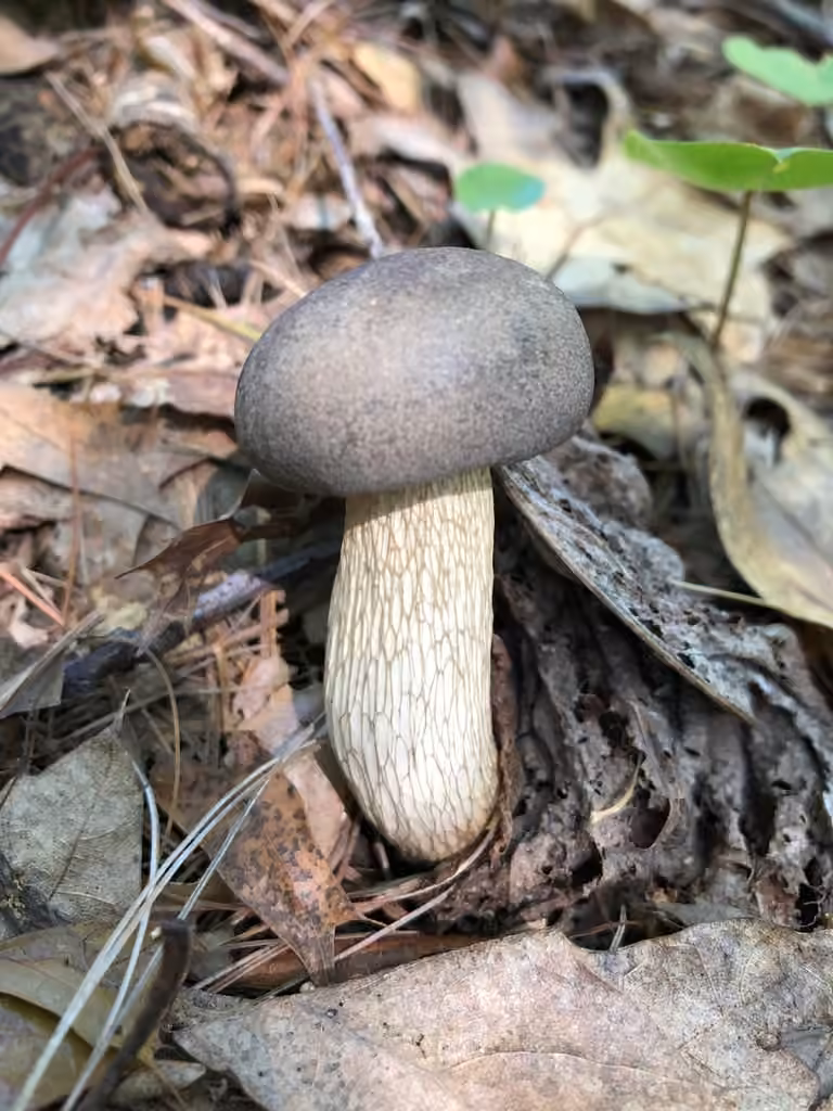Bolet gris, photo 1 sur 5