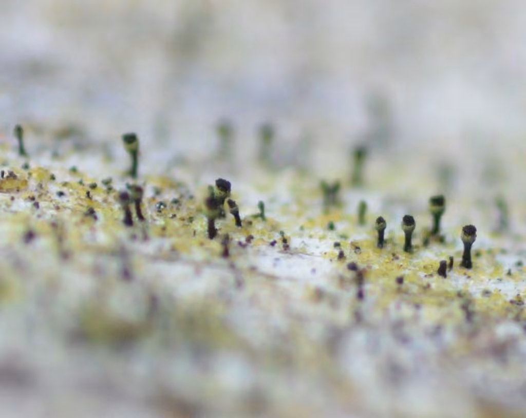 Yellow Collar Stubble Lichen, photo 3 of 5