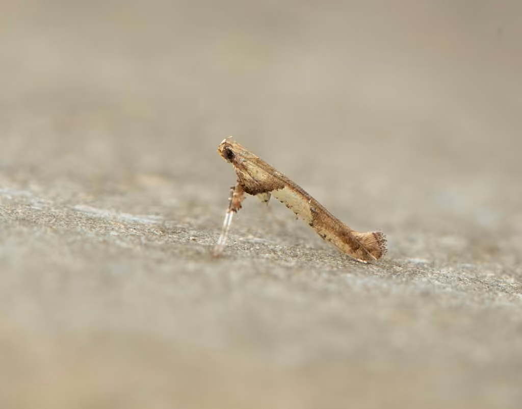 Boxelder Leafroller Moth, Adult