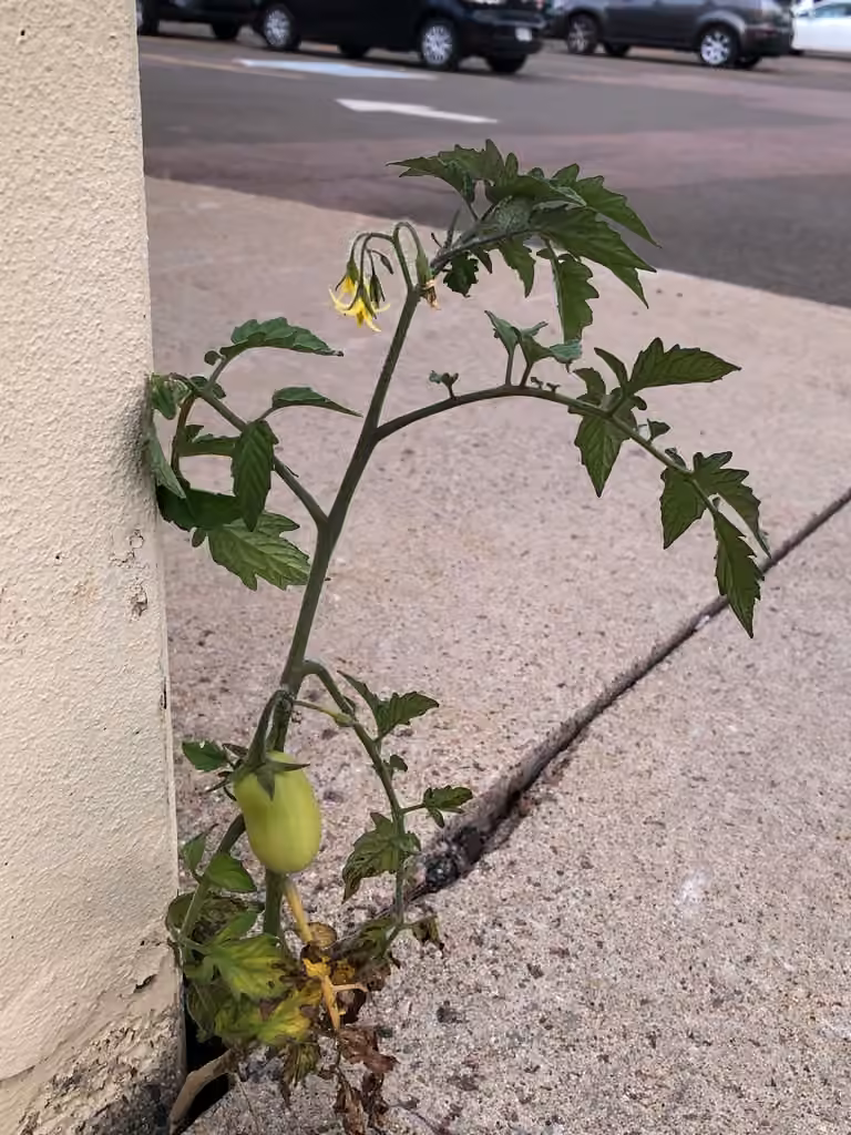 Tomate, En fleurs