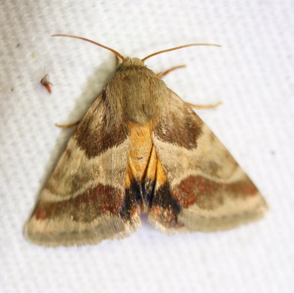 Lynx Flower Moth, photo 3 sur 5