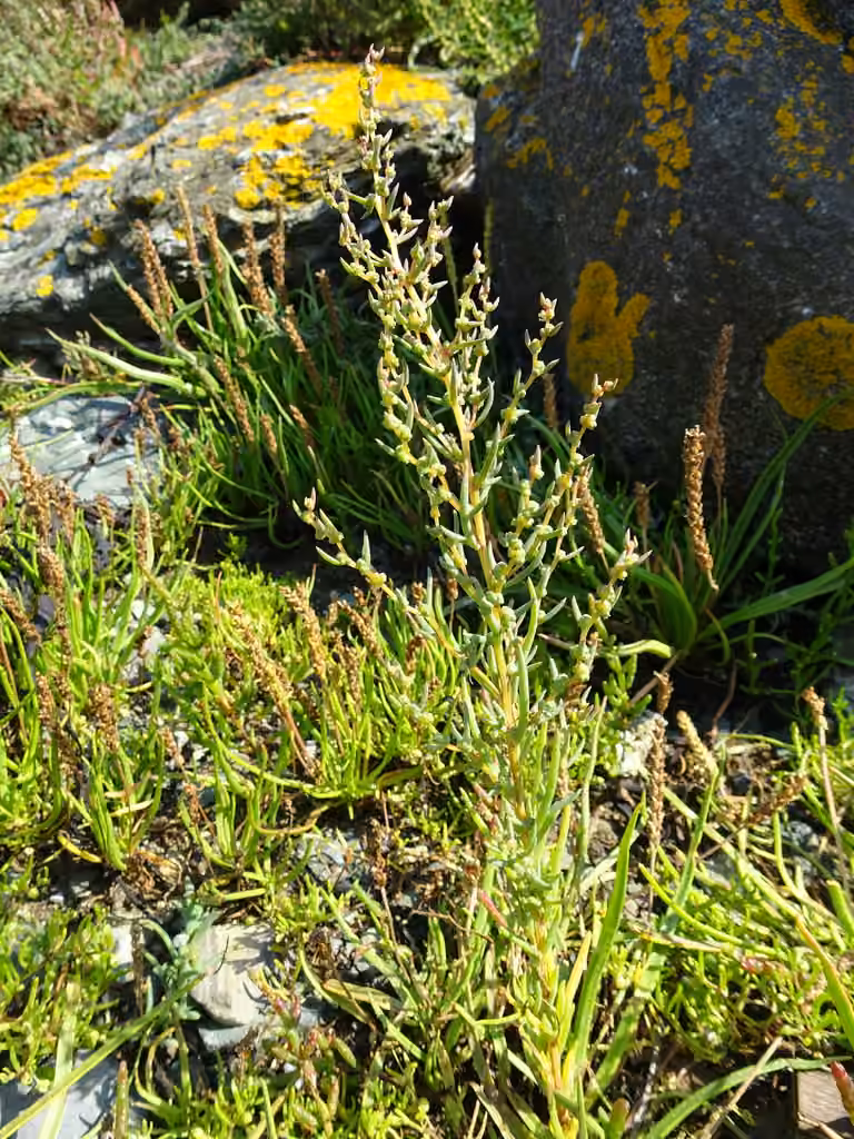 Pursh seepweed, In flower