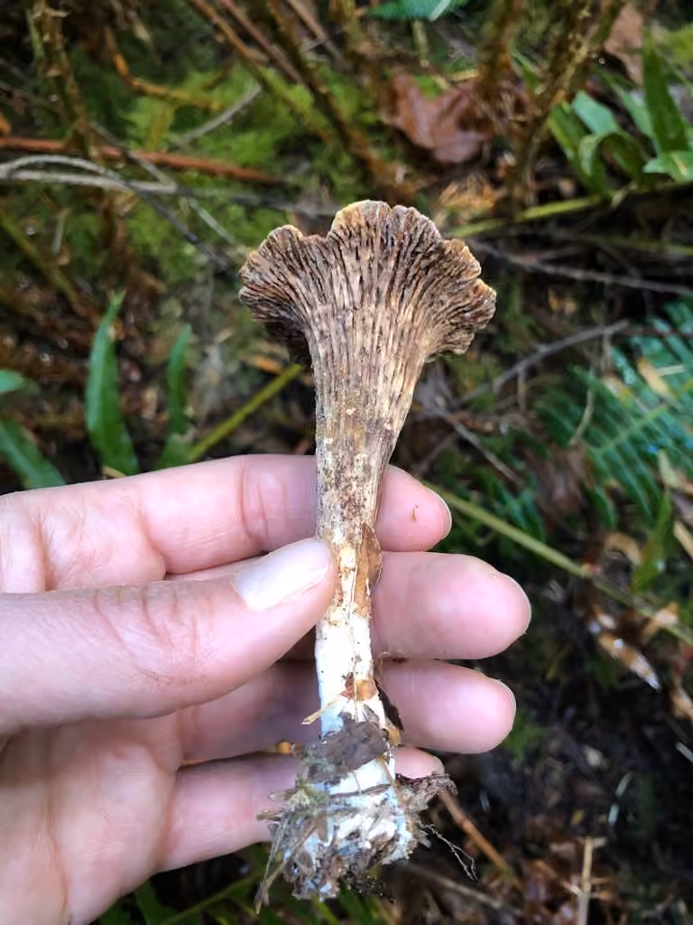 Chanterelle à flocons, photo 2 sur 5