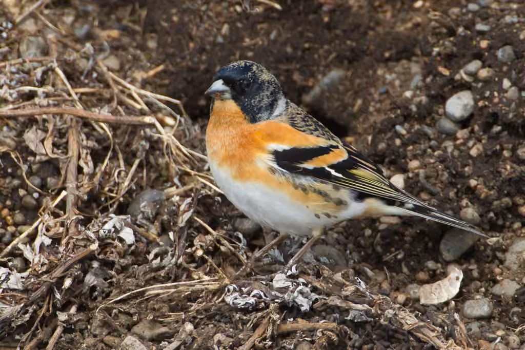 Brambling, Male