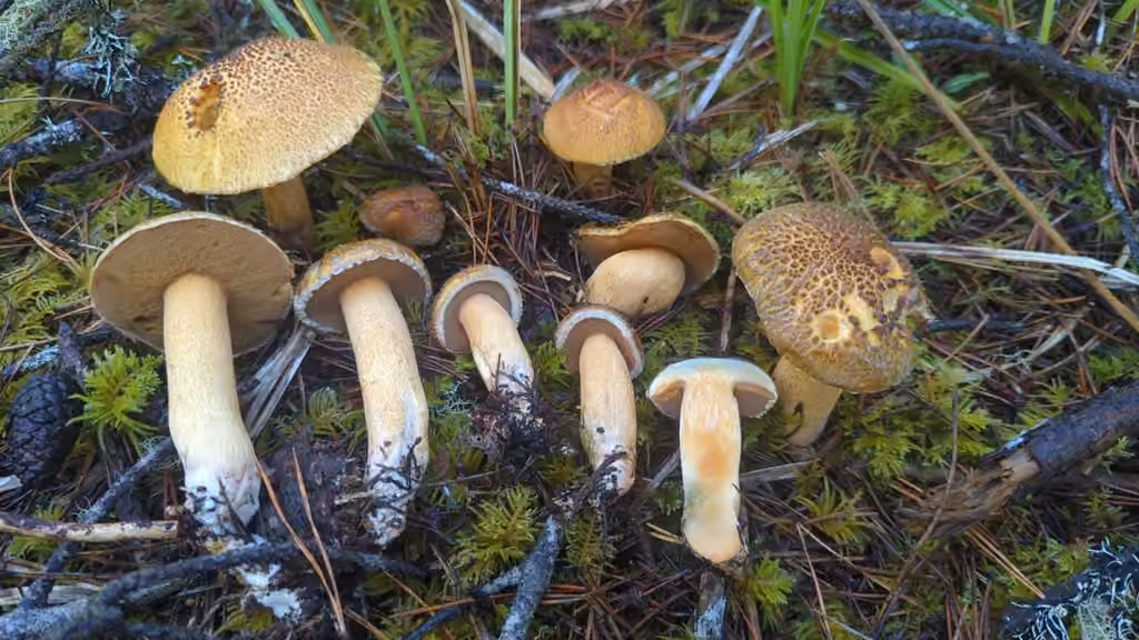 Bolet tomenteux, photo 3 sur 5