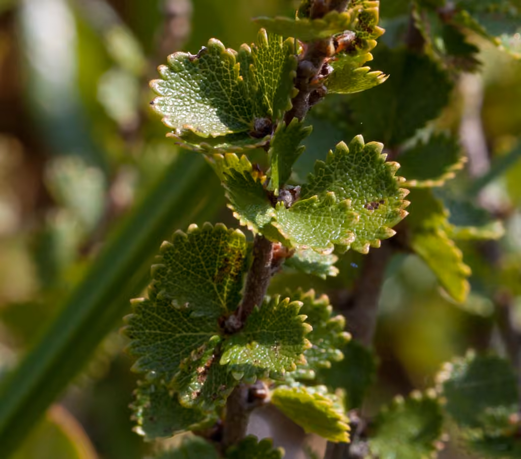 Bouleau de Michaux, Sans fleurs ni fruits