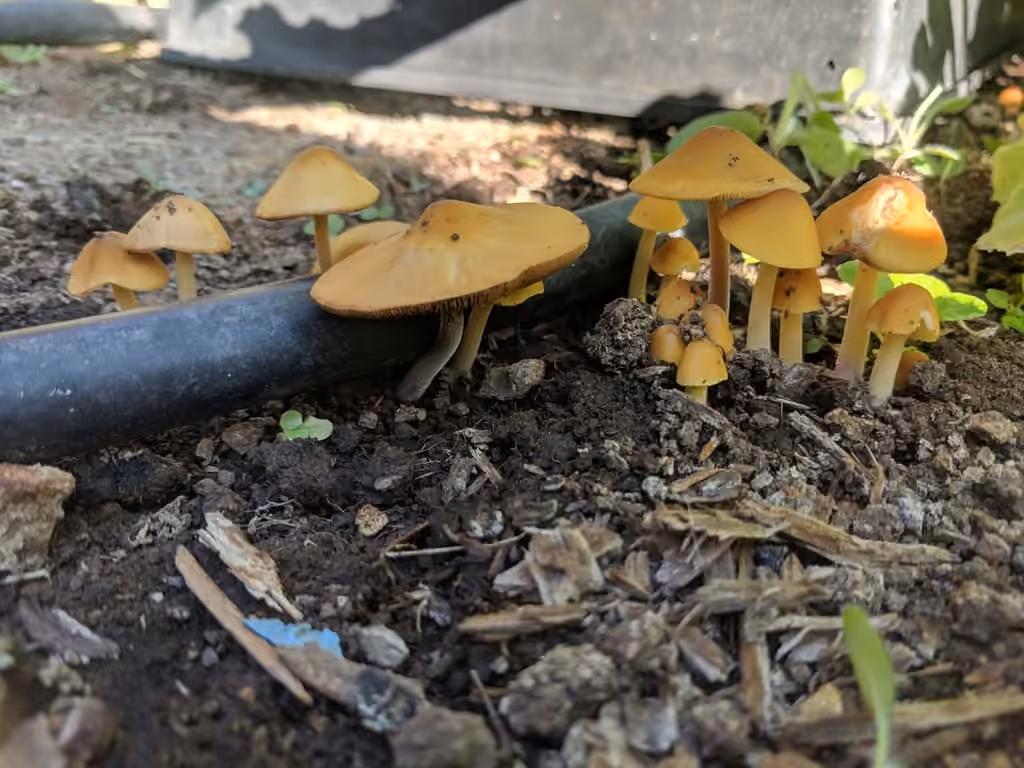 Conocybe doré, photo 2 sur 5
