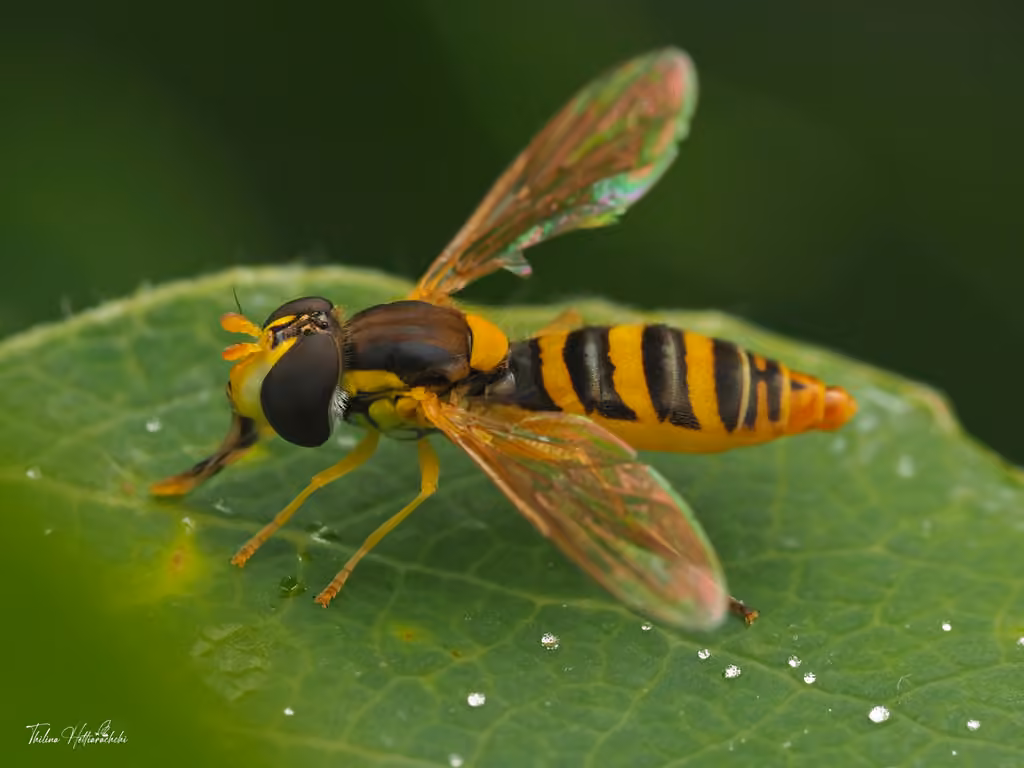 Tufted Globetail, photo 1 of 5
