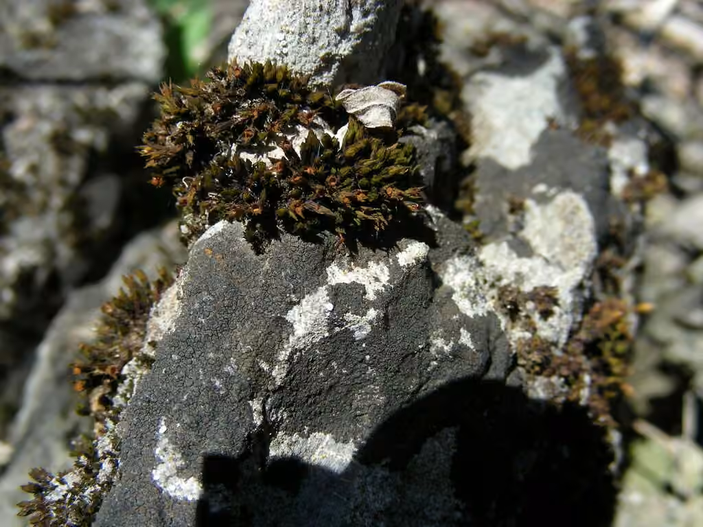 Dark-green bloom moss, photo 1 of 5